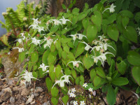 /album/fotogalerie-nabidka/epimedium-grandiflorum-var-higoense-saturn-jpg/